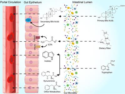 Leveraging the Microbiome for Obesity: Moving From Form to Function